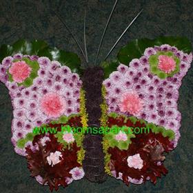 fwthumbButterfly - DSC06911.jpg